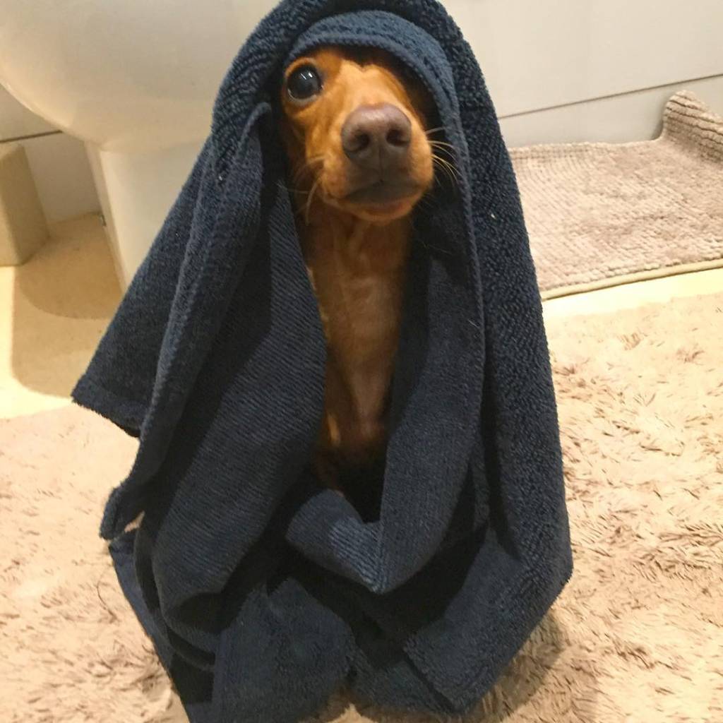 obiwan dog obiwan-dog