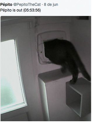 pepito-the-cat