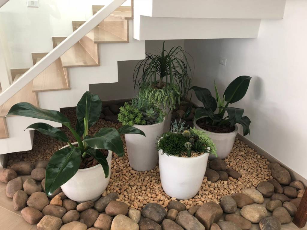 plantas de sombra plena e meia sombra plantas de sombra plena e meia sombra