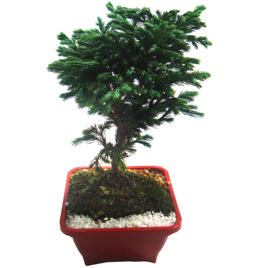 Plantas que trazem bons fluidos para casa – bonsai Plantas que trazem bons fluidos para casa – bonsai