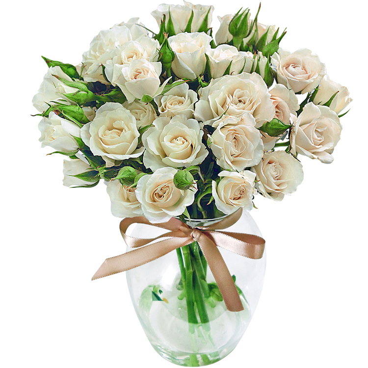 Plantas que trazem bons fluidos para casa – rosas brancas Plantas que trazem bons fluidos para casa – rosas brancas