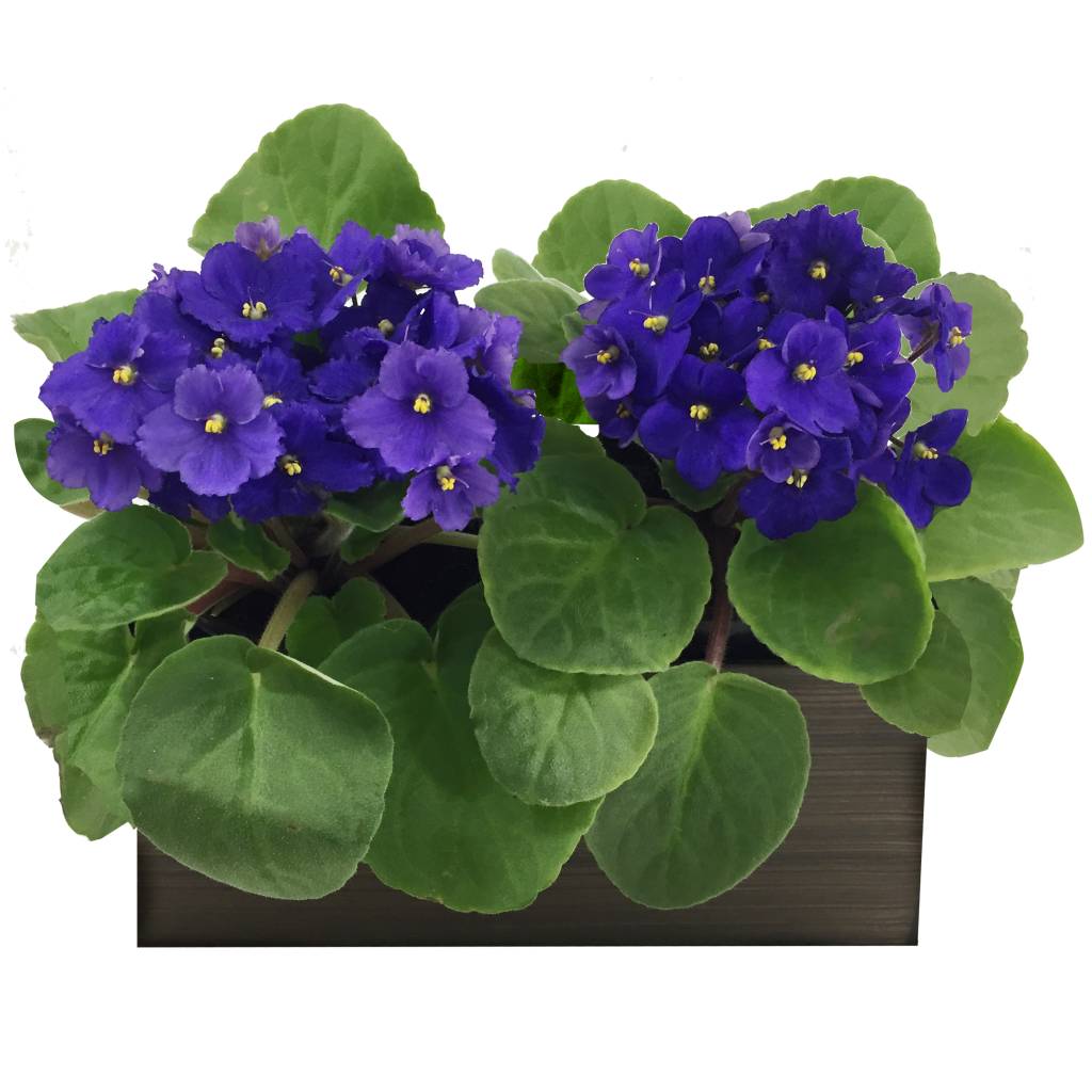 Plantas que trazem bons fluidos para casa – violeta Plantas que trazem bons fluidos para casa – violeta