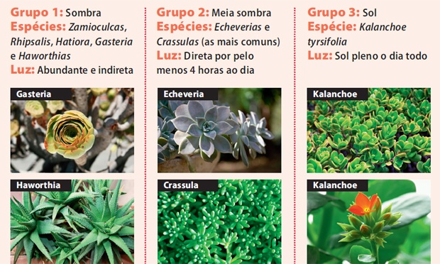 Suculentas, as plantas ideais para quem quer mais verde em casa Suculentas, as plantas ideais para quem quer mais verde em casa