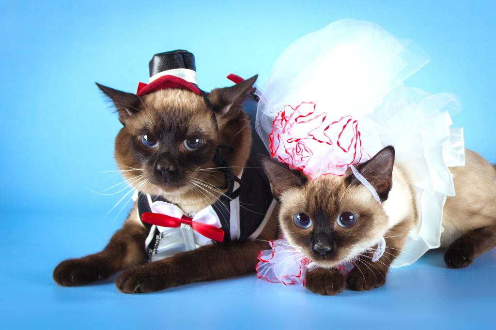 Como colocar seu animal de estimação na cerimônia de casamento? couple of mekong bobtail cats in wedding costumes, groom and