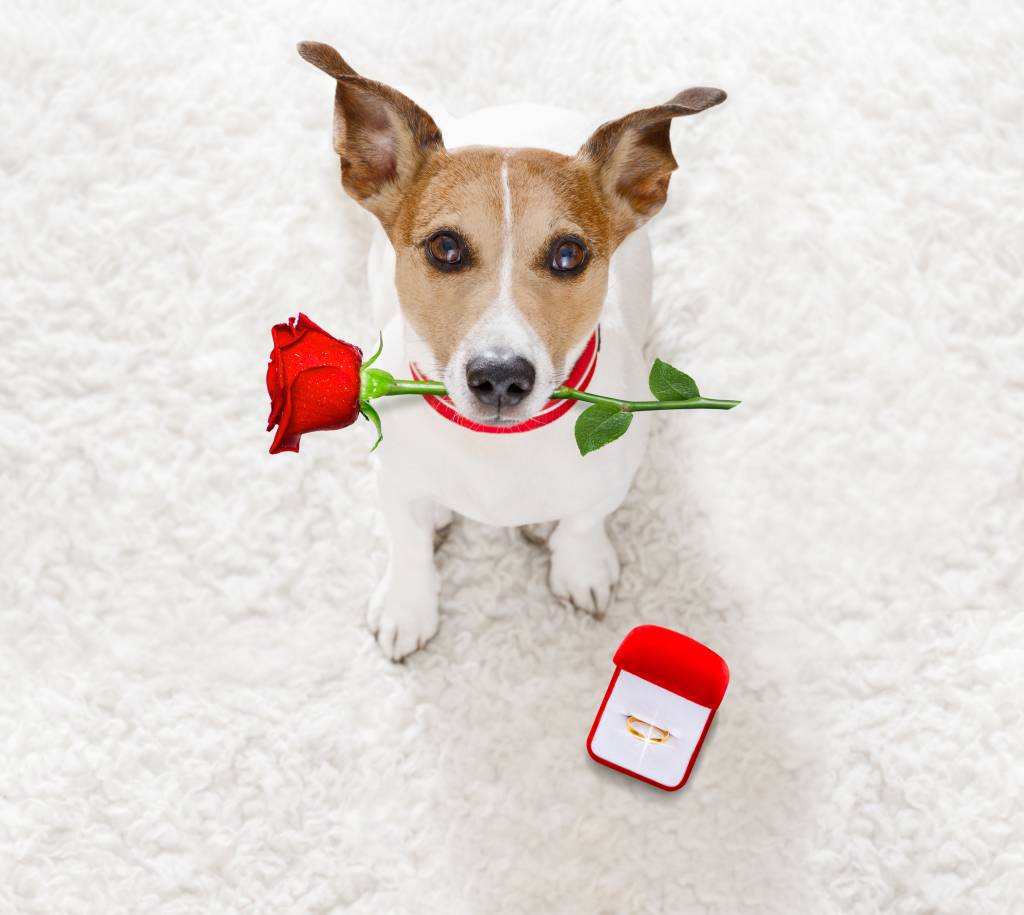 Como colocar seu animal de estimação na cerimônia de casamento? wedding proposal dog with marraige ring