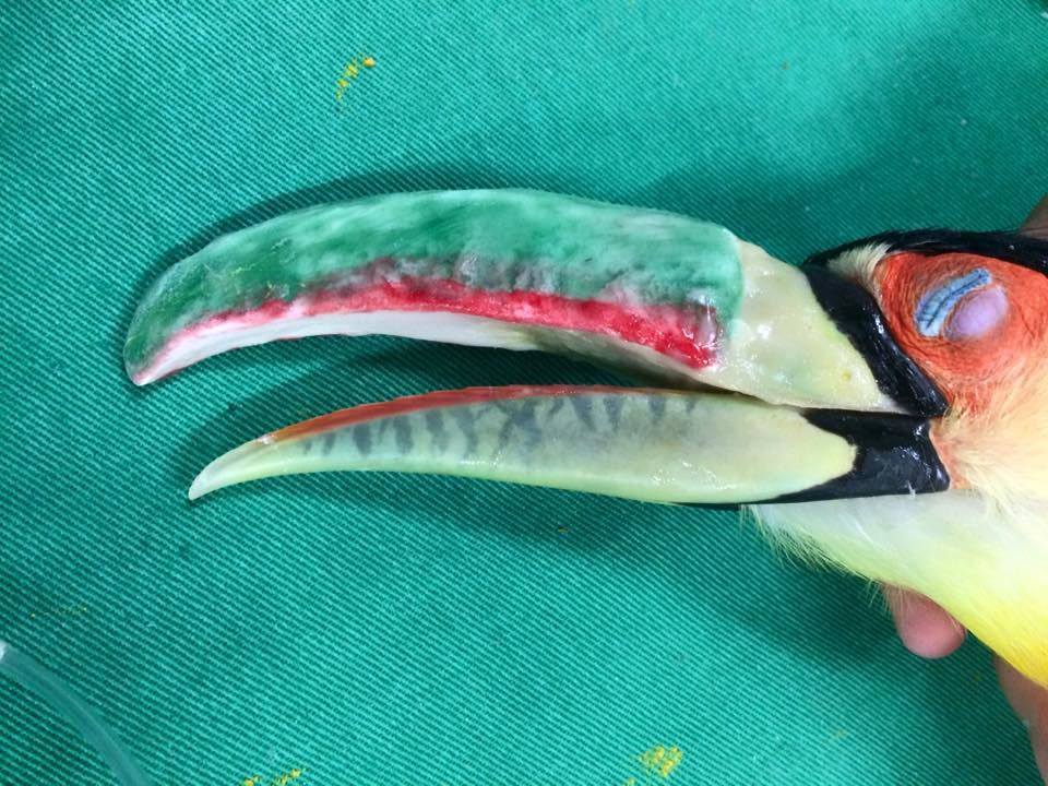 Divulgação Divulgação