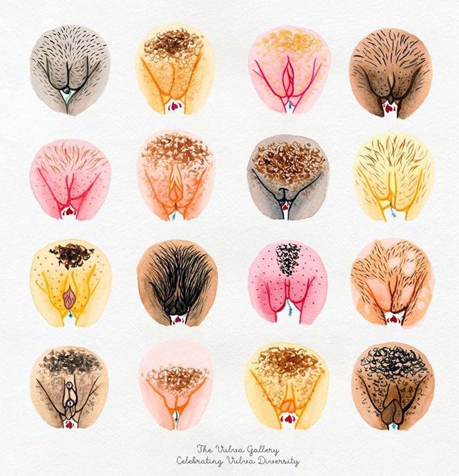 The Vulva Gallery The Vulva Gallery
