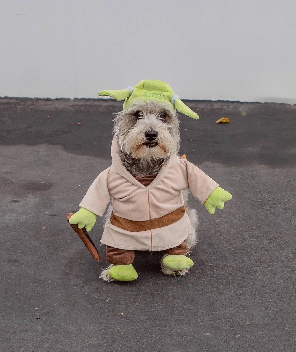 yoda dog yoda-dog