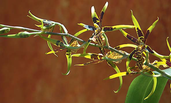Orquídea brassia Orquídea brassia