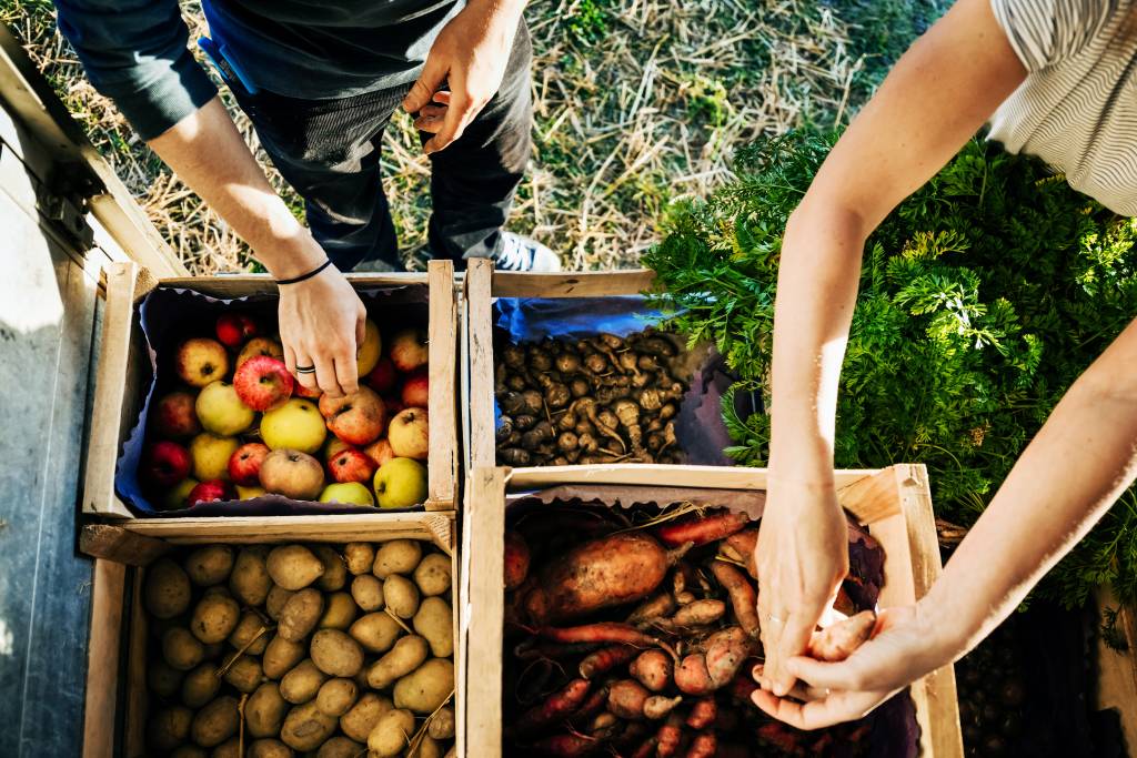 Produtores organizando alimentos orgânicos Produtores colhendo alimentos orgânicos
