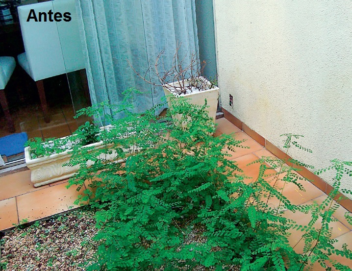 jardim-renovado-em-apenas-3-dias-antes