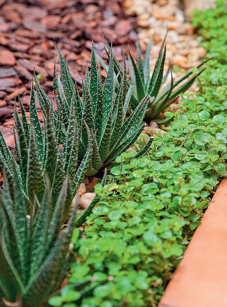 jardim-renovado-em-apenas-3-dias-depois1