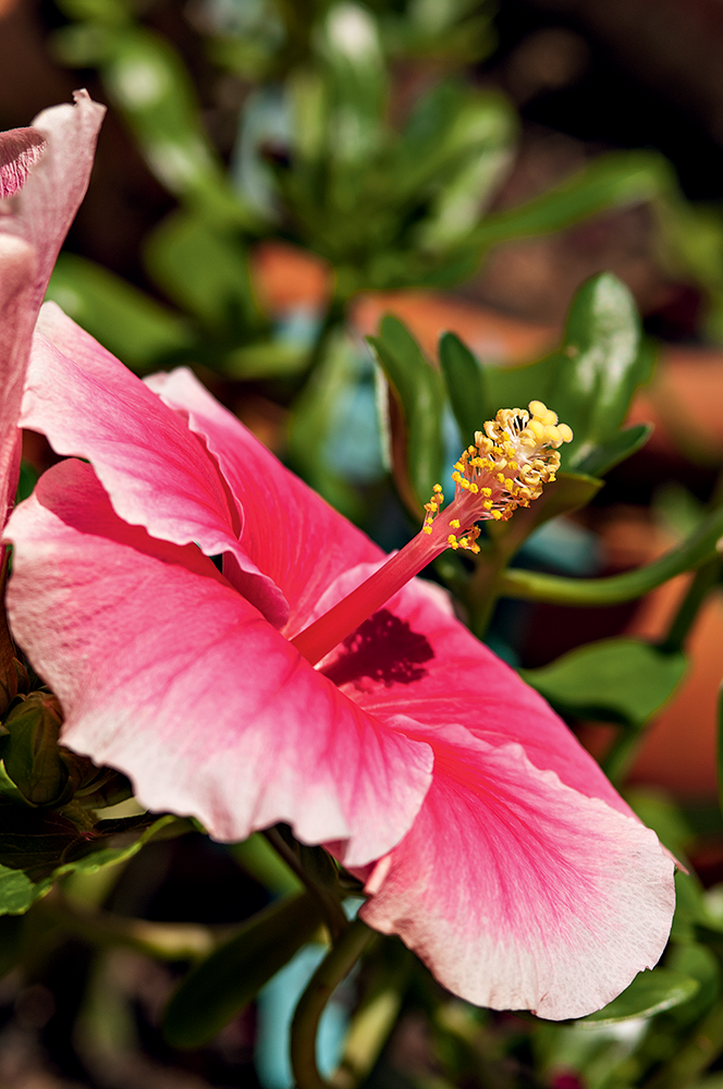 quintal-com-toque-rústico-provençal-hibisco quintal-com-toque-rc3bastico-provenc3a7al-hibisco