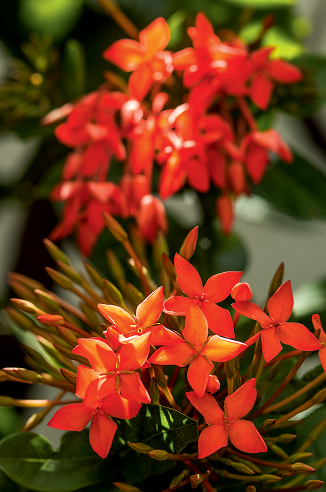 quintal-com-toque-rústico-provençal-ixora quintal-com-toque-rc3bastico-provenc3a7al-ixora