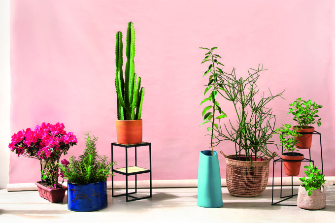 plantas-em-casa plantas-em-casa