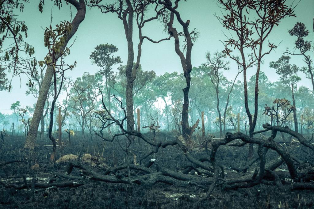 Burnt Down Amazon Tropical Rain Forest, Richest Ecosystem on Earth Destroyed to Ashes for Cow Grazing and Soya Crops Burnt Down Amazon Tropical Rain Forest, Richest Ecosystem on Earth Destroyed to Ashes for Cow Grazing and Soya Crops