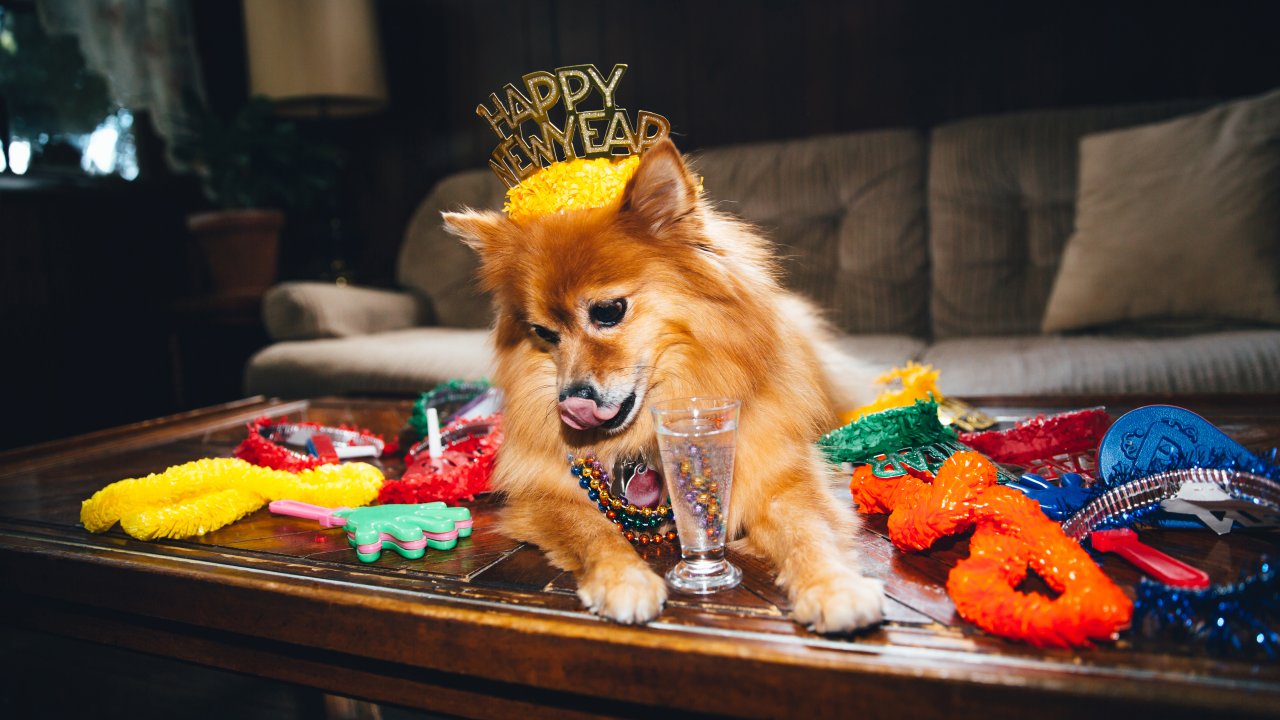 Saiba quais sãos os cuidados essenciais com os pets durante a comemoração de Ano Novo