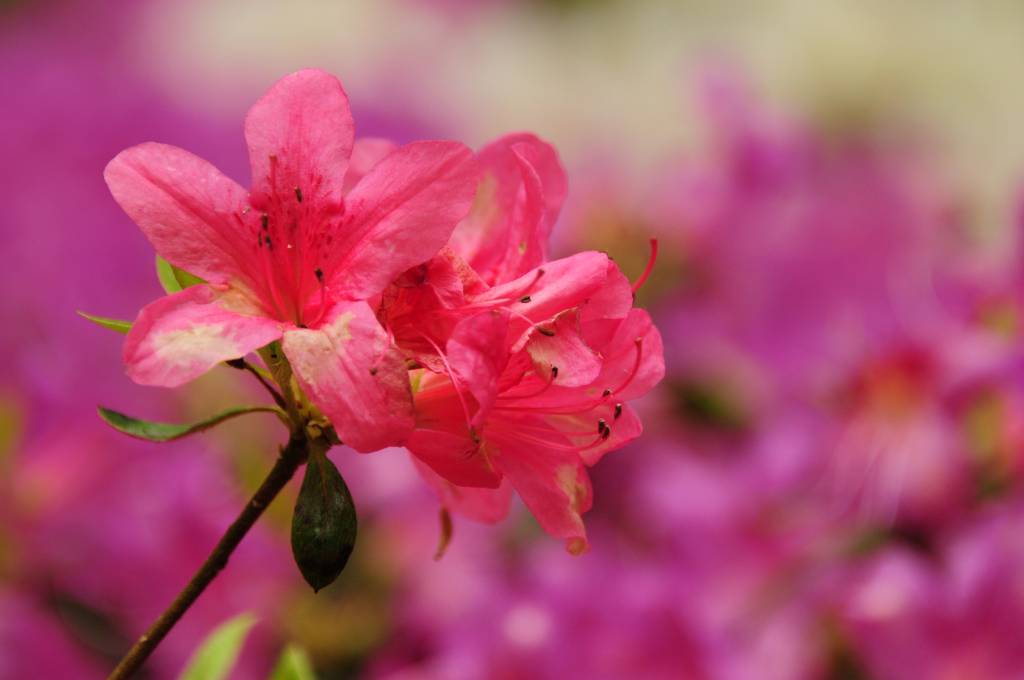 Azalea azaleia