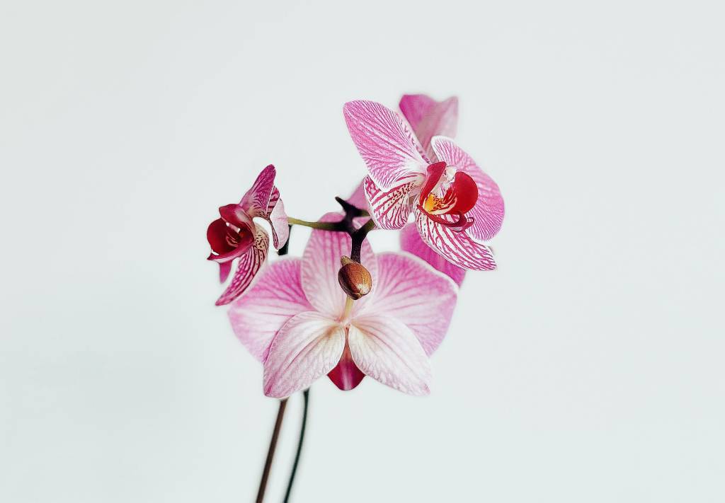 camila-bustamante-VubRfL7yhwY-unsplash ORQUIDEA