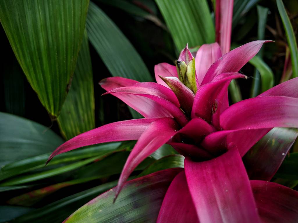 sabine-ojeil-RAJGRkNAg_I-unsplash bromélia