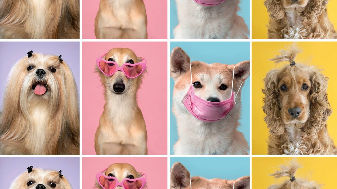 cães com acessórios como máscaras, óculos, cabelo preso