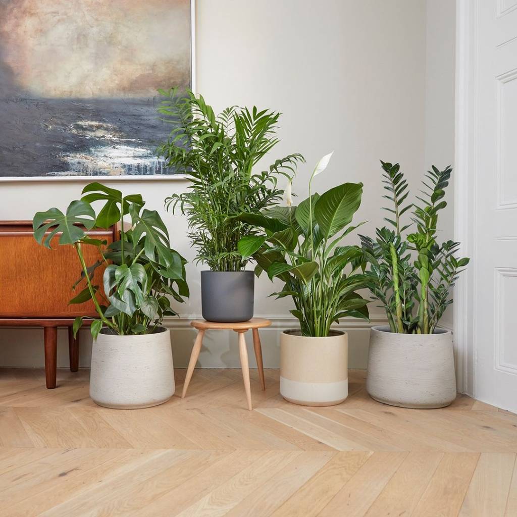 patch plants Vasos de plantas ambientados numa casa
