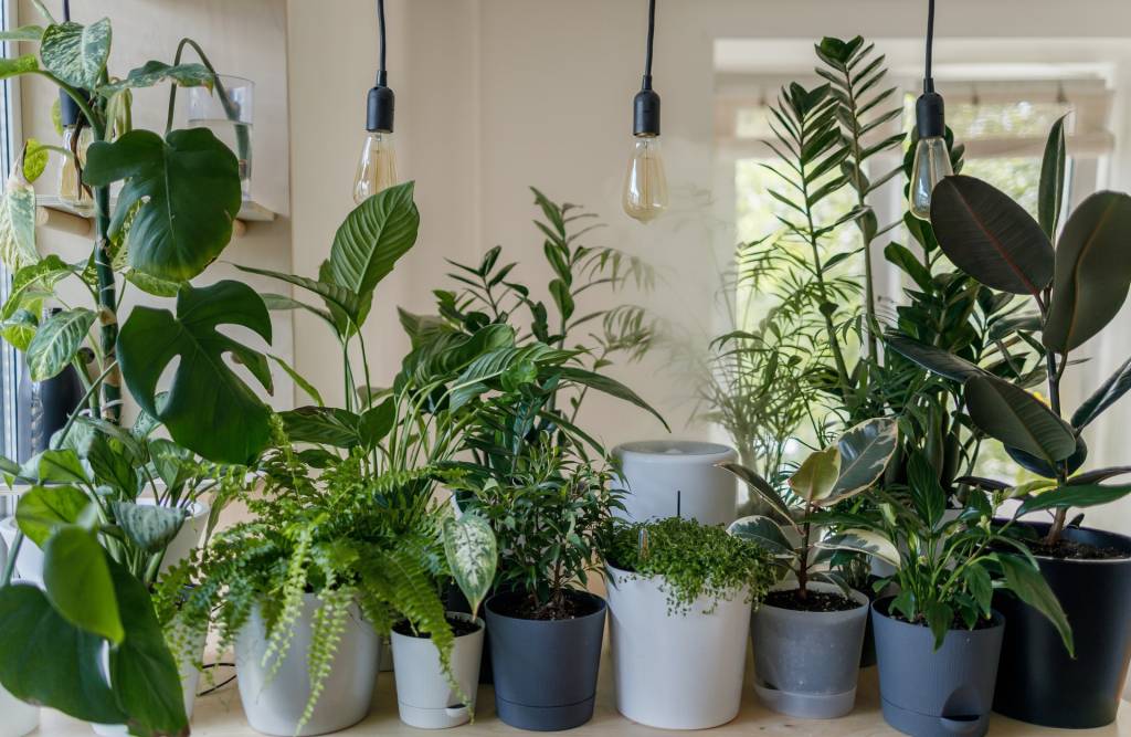 urban-jungle-adubacao Plantas em vasos dentro de casa