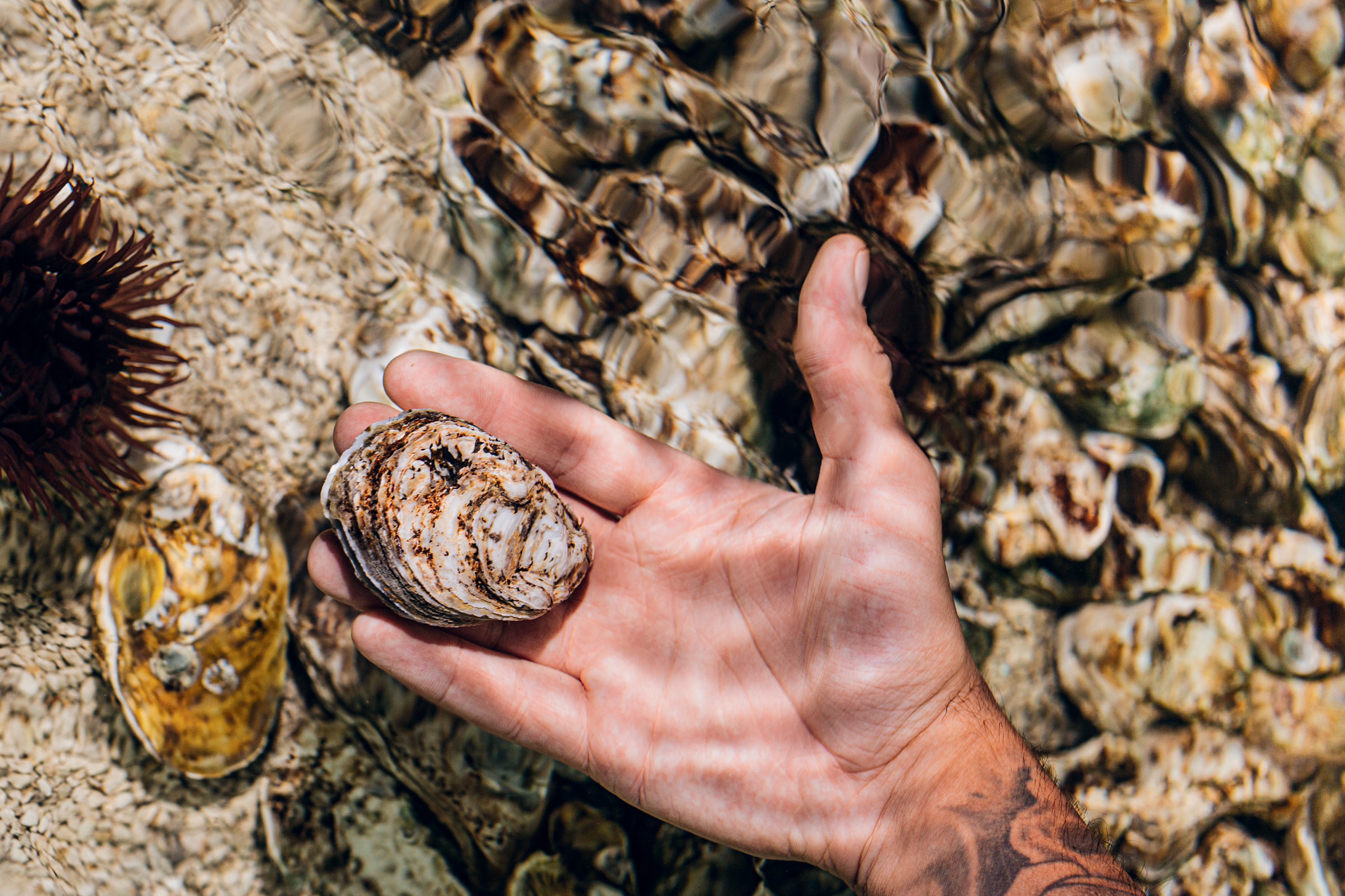 Ostras e frutos do mar - Restaurante Naia