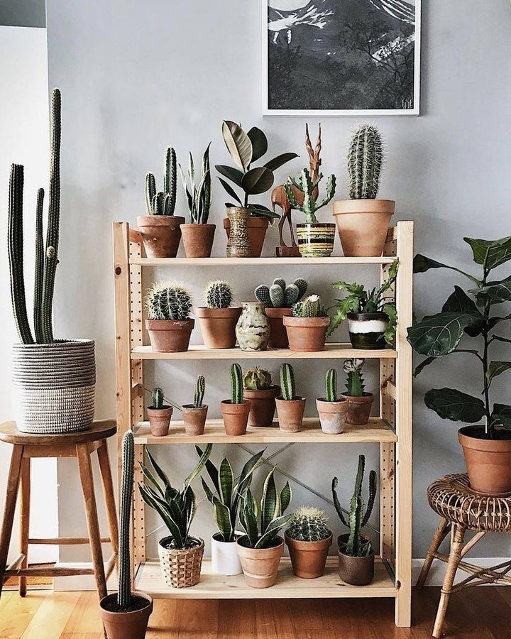 plantas-dentro-de-casa-ideias11 plantas na decoração de casa