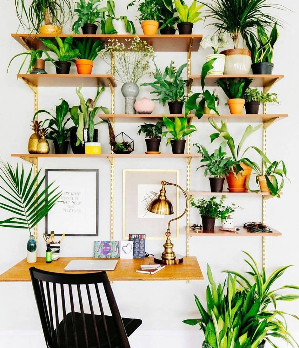 plantas-dentro-de-casa-ideias4 plantas na decoração de casa
