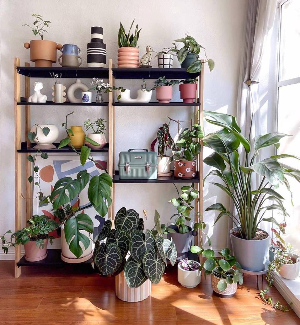 plantas-dentro-de-casa-ideias9 plantas na decoração de casa