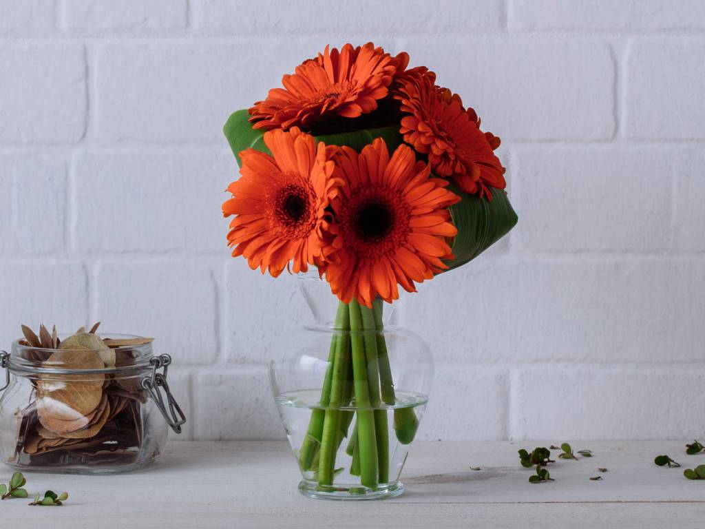 Gerberas_Flores Online gérberas