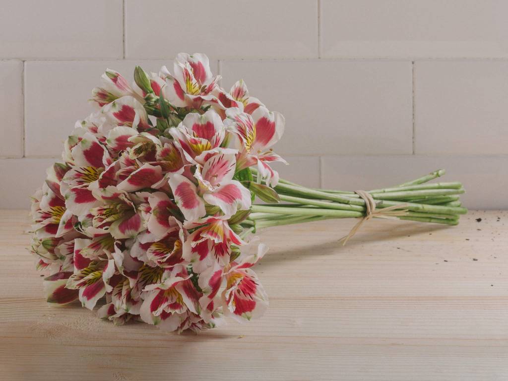 alstroemerias_Flores Online alstroeméria