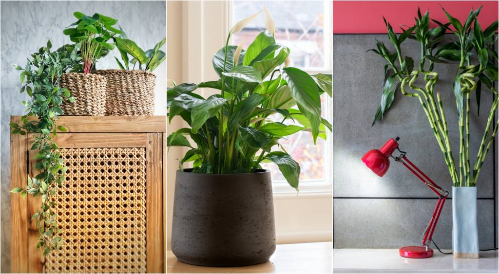 planta-feng-shui-abre Feng Shui e plantas