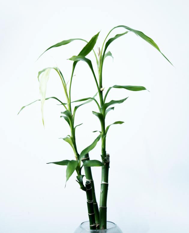 bambu-da-sorte plantas que trazem sorte