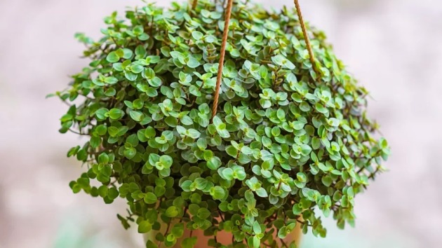 dinheiro-em-penca plantas que trazem sorte