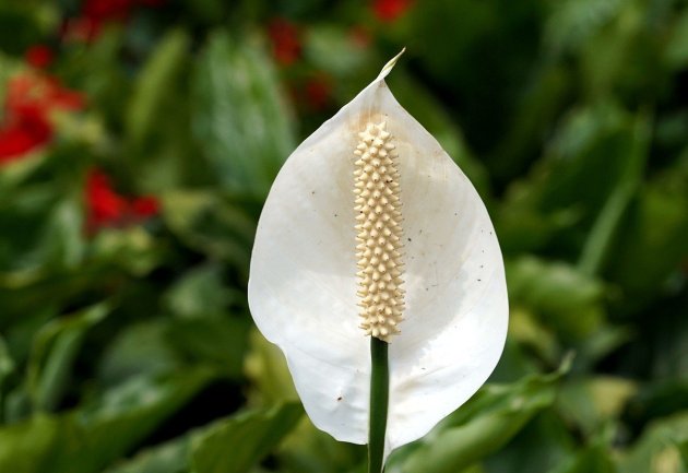 peace-lily-g885c9f530_1280 plantas que trazem sorte