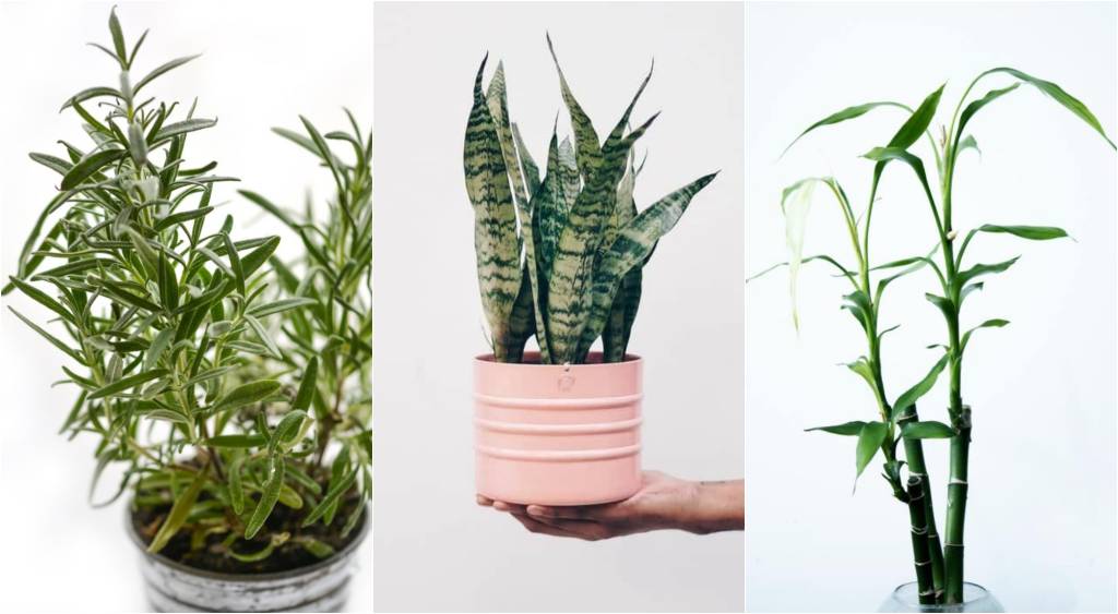 plantas-da-sorte-abre plantas que trazem sorte