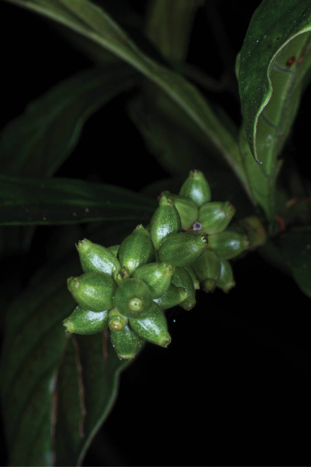 Ayahuasca autoconhecimento