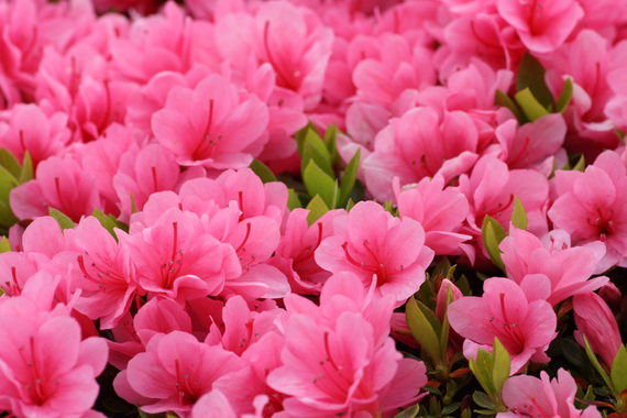 azaleias azaleias