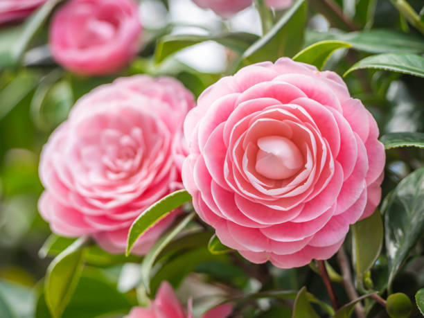 camélias camélias