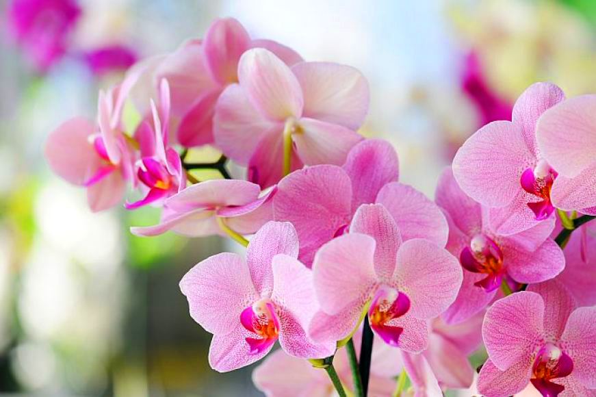 flores orquídeas cor de rosa flores orquídeas cor de rosa
