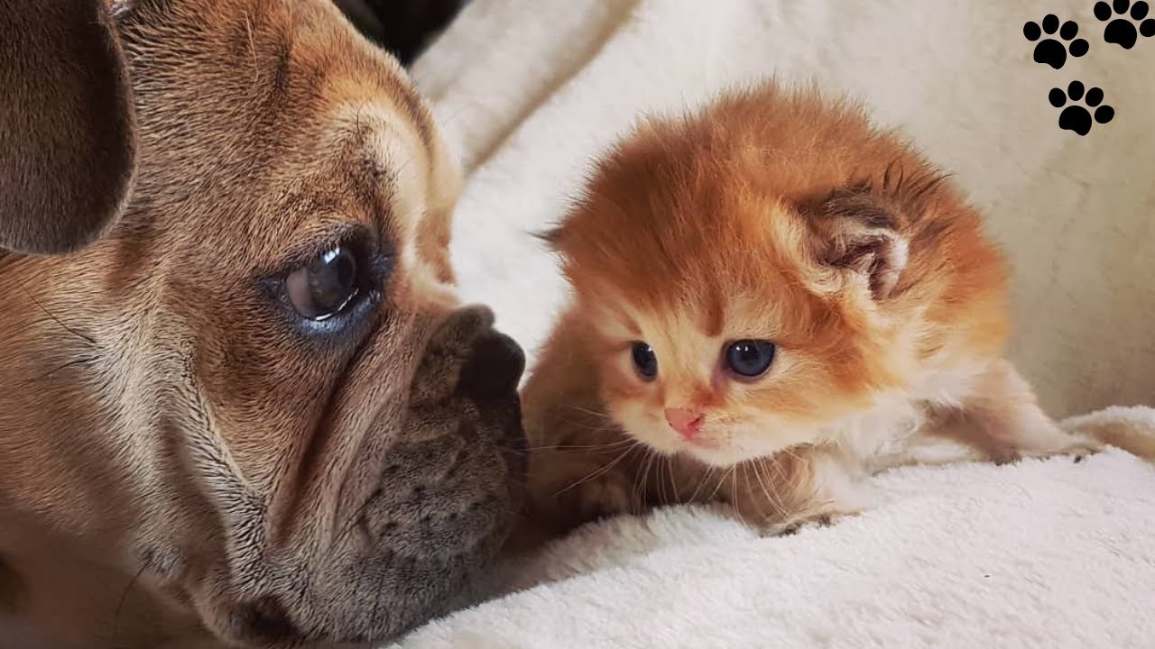 As orelhinhas, rabo e movimentação corporal dos cães e gatos revelam mais segredos do que você imagina.