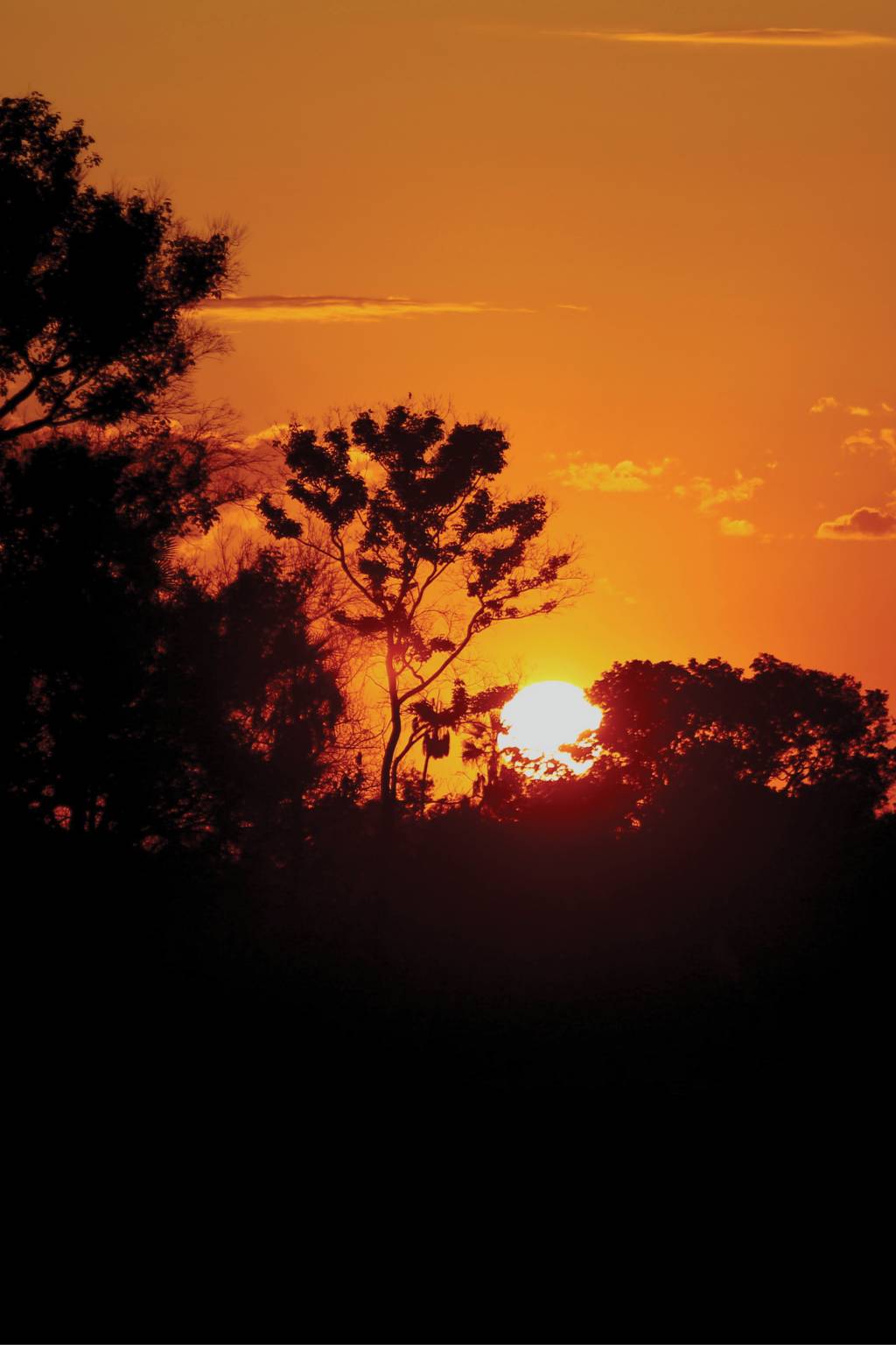 PANTANAL – verticais3 Por do sol no Pantanal