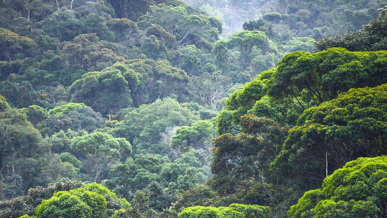 Dados do Atlas da Mata Atlântica, divulgados pela Fundação SOS Mata Atlântica, apontam que o desmatamento do bioma cresceu 66% em um ano.