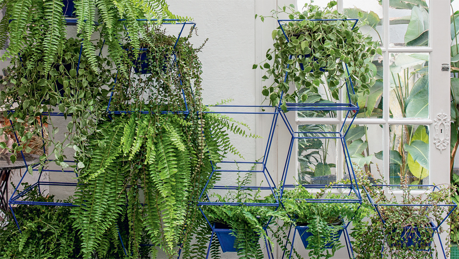 10 espécies de plantas suspensas ideais para apartamentos