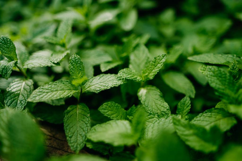 Aromatic spearmint growing in field Hortelã