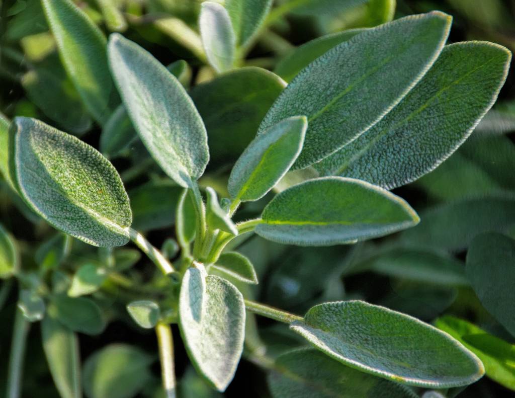 Close-up of sage growing in garden Sálvia