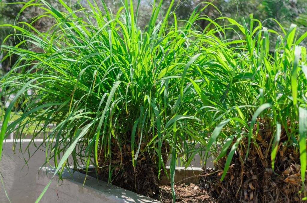 The citronella, scientifically known as Cymbopogon nardus or Cymbopogon winterianus, is a medicinal plant with repellent properties for insects, flavoring, bactericidal and soothing, and is widely used in the manufacture of cosmetics. Erva capim-limão