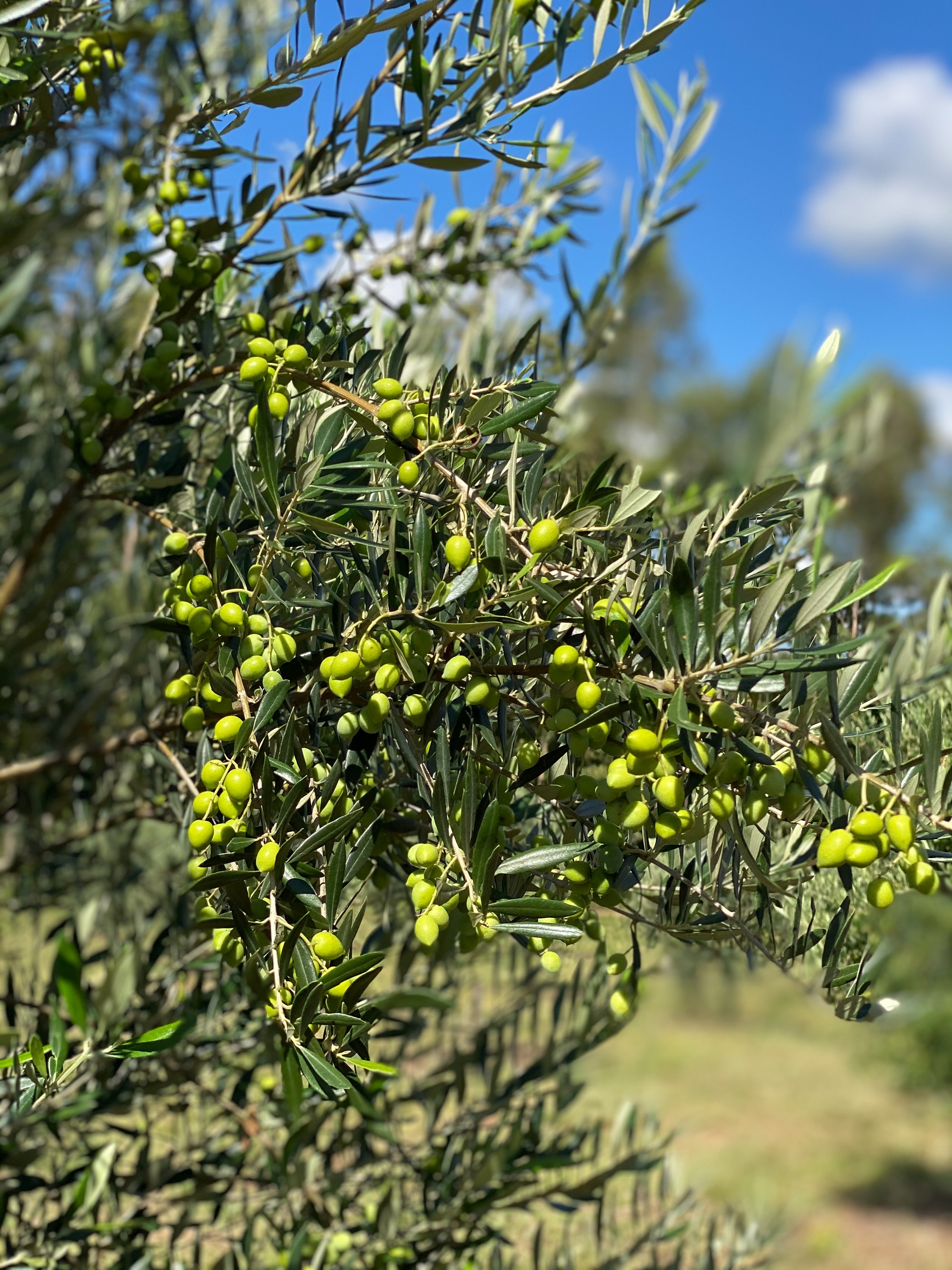 Produ&ccedil;&atilde;o do azeite Sabi&aacute;